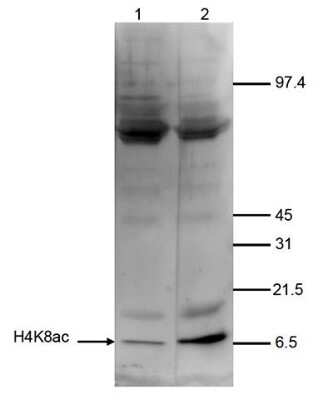 Western Blot: Histone H4 [ac Lys8] Antibody [NBP2-59248] - Western blot analysis using the crude serum against H4K8ac. Nuclear extracts of HeLa cells (40 ug) were analysed by Western blot using the antibody against JMJD2c diluted 1:1,000 in TBS-Tween containing 5% skimmed milk. The position of the protein of interest (expected size: 120 kDa) is indicated on the right; the marker (kDa) is shown on the left. The smaller fragment of approximately 92 kDa may represent a splicing variant.